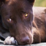 Dog Training