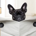 dog toilet training