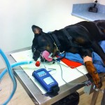 dog vet